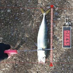 大鯖狙うも中鯖