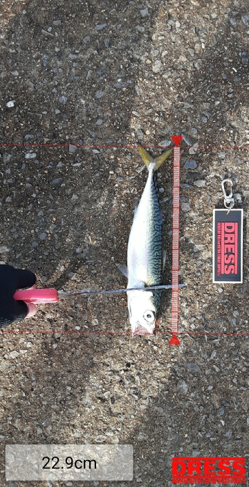 大鯖狙うも中鯖