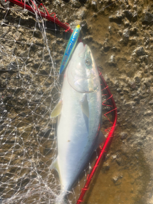 ショアブリ トライデント150/60