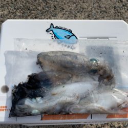 今季初エギング