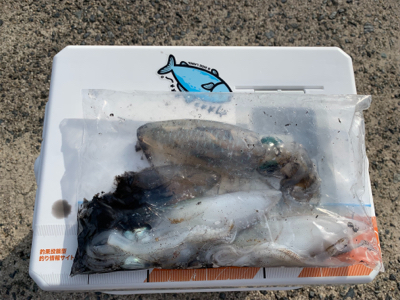 今季初エギング