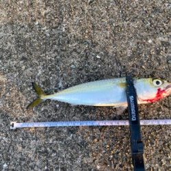 早朝は底までサバ