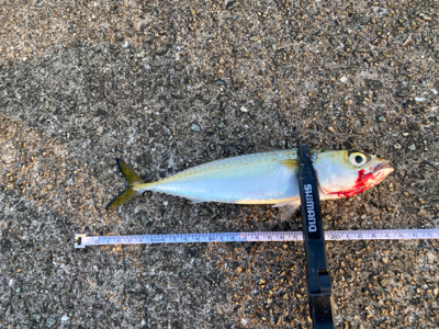 早朝は底までサバ