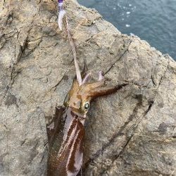 9月前半並へサイズダウン