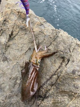 9月前半並へサイズダウン