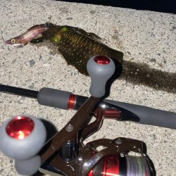 淡路でエギング