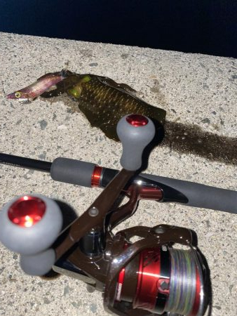 淡路でエギング