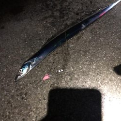 太刀魚遠征3回目