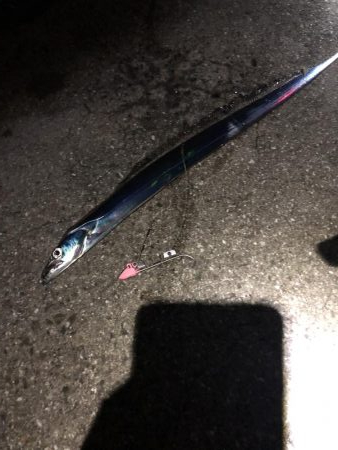 太刀魚遠征３回目