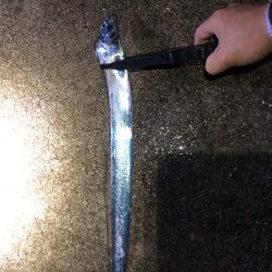 はじめての太刀魚