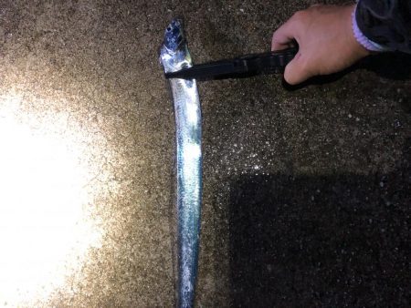 はじめての太刀魚