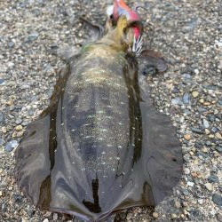 ソリッドティップ感度良好