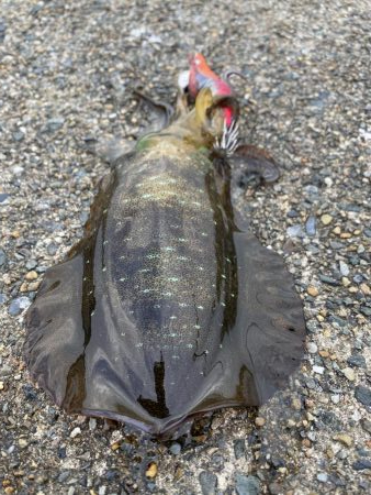 ソリッドティップ感度良好