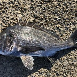 イチノ兄弟、釣果!