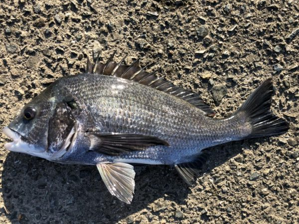 イチノ兄弟、釣果!