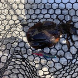 ボートエギング