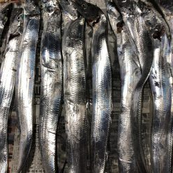 太刀魚遠征4回目