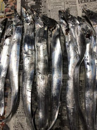 太刀魚遠征4回目