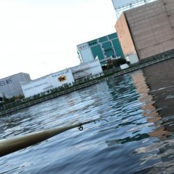 夜釣りでシーバス