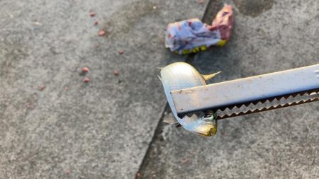 ジグサビキででアジ釣り