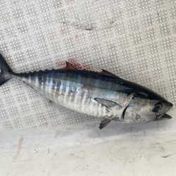 マイボート釣行