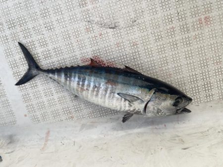 マイボート釣行