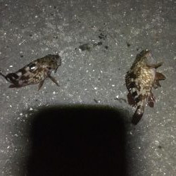 サビキ釣りからのアナゴ祭り