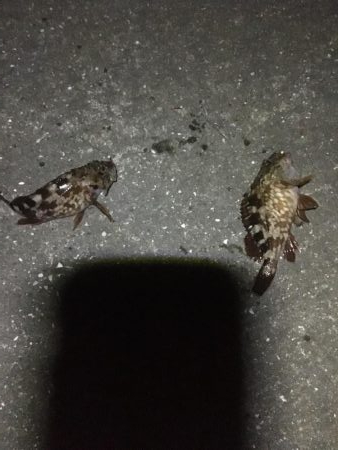 サビキ釣りからのアナゴ祭り