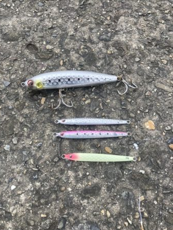 泉佐野一文字 青物爆釣