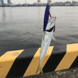 太刀魚狙いが
