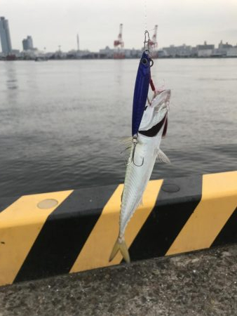 太刀魚狙いが