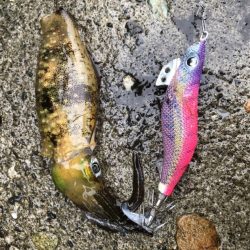 エギング 初つ抜け