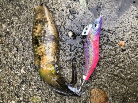 エギング 初つ抜け