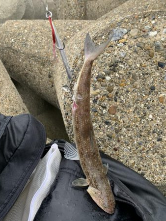 えーそ！エソ‼︎