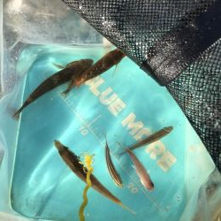 チャリコの季節。マナーが悪い時期