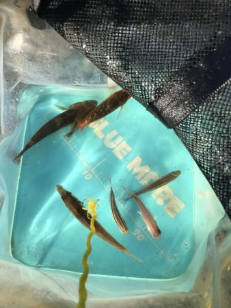 チャリコの季節。マナーが悪い時期