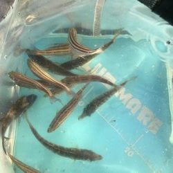 うりぼうだらけ