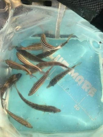 うりぼうだらけ