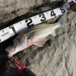 アオリイカ 、シーバス、青物