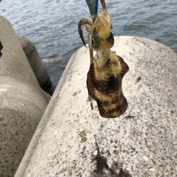 アオリイカエギング②