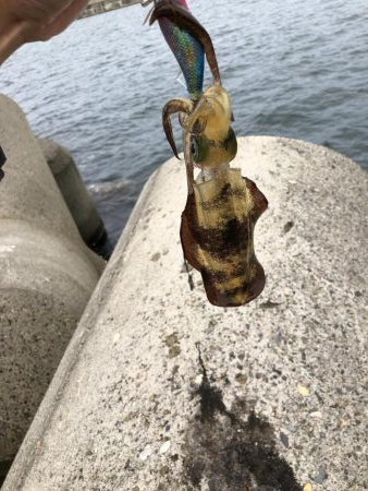 アオリイカエギング②