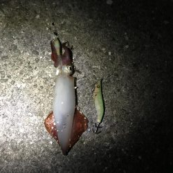 うりぼうとイカ様