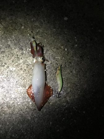 うりぼうとイカ様