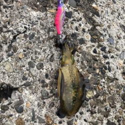 アオリイカエギング③