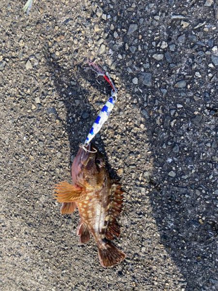 ポーアイ太刀魚いません