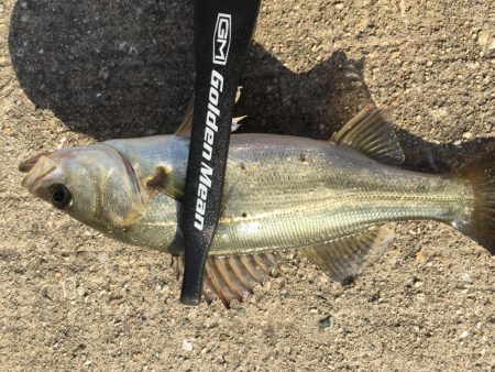 ファミリーフィッシング3