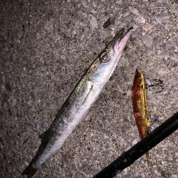 色々釣れました