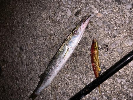 色々釣れました