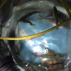 うりぼうたらけその２