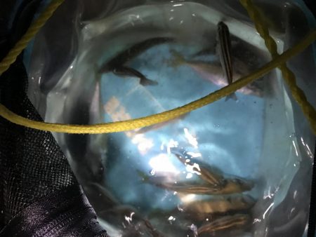 うりぼうたらけその２